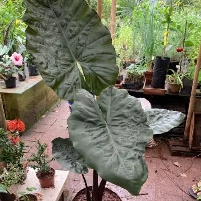 alocasia black / alocasia plumbea nigra