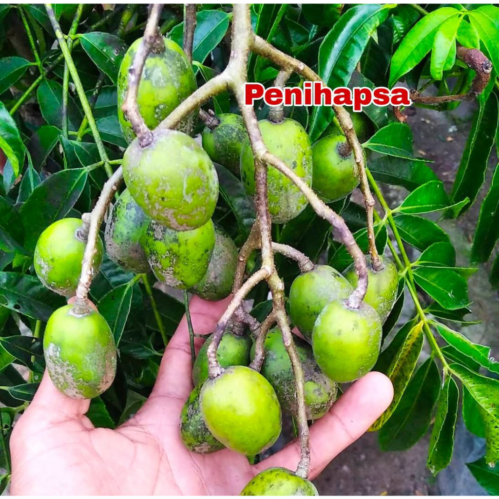 Bibit Kedondong Jumbo Super Siap Berbuah