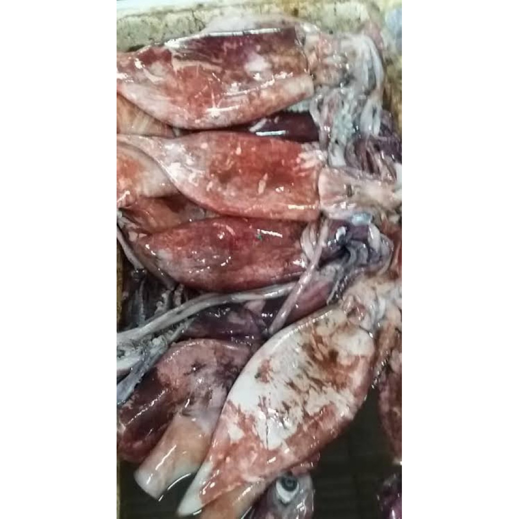 cumi jumbo/ cumi /cumi frozen