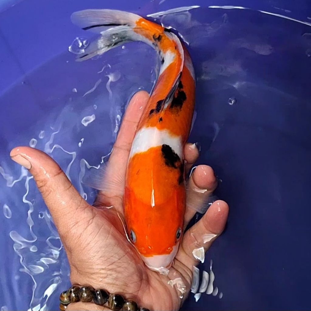 Ikan Koi Blitar Jenis Sanke / Rumah Koi Jakarta / kode 0049