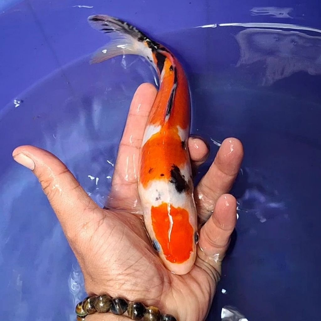 Ikan Koi Blitar Jenis Sanke / Rumah Koi Jakarta / kode 0055