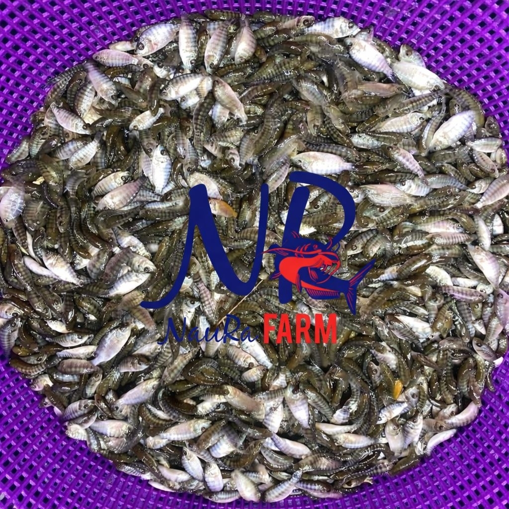 NILA SUPER BIBIT IKAN HIDUP READY BANYAK size 3 4 5 6 7 8 cm