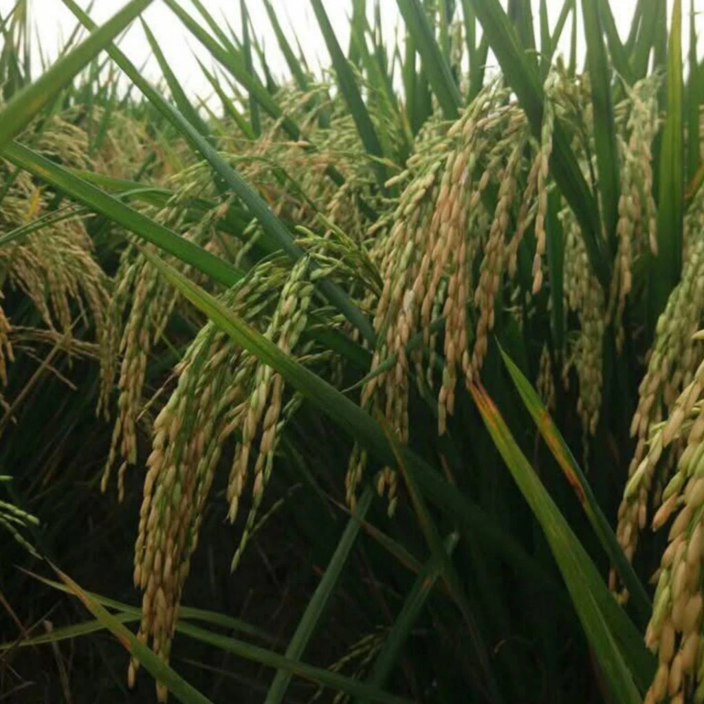 padi unggul amazone 218 kemasan 1 kg