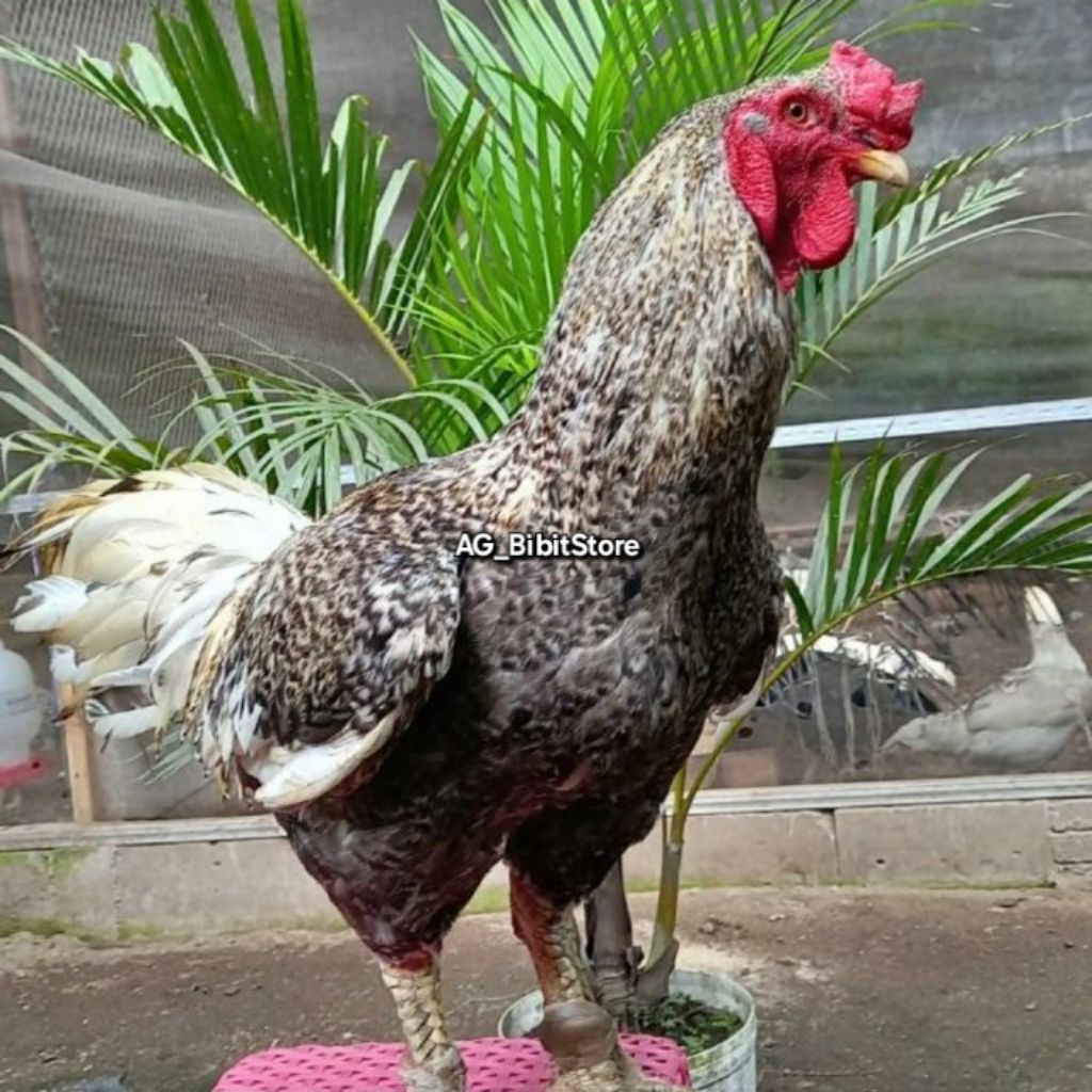 Telur Ayam Gorila Jumbo Fertil Untuk Ditetaskan | Telur Ayam Gorilla Fertil