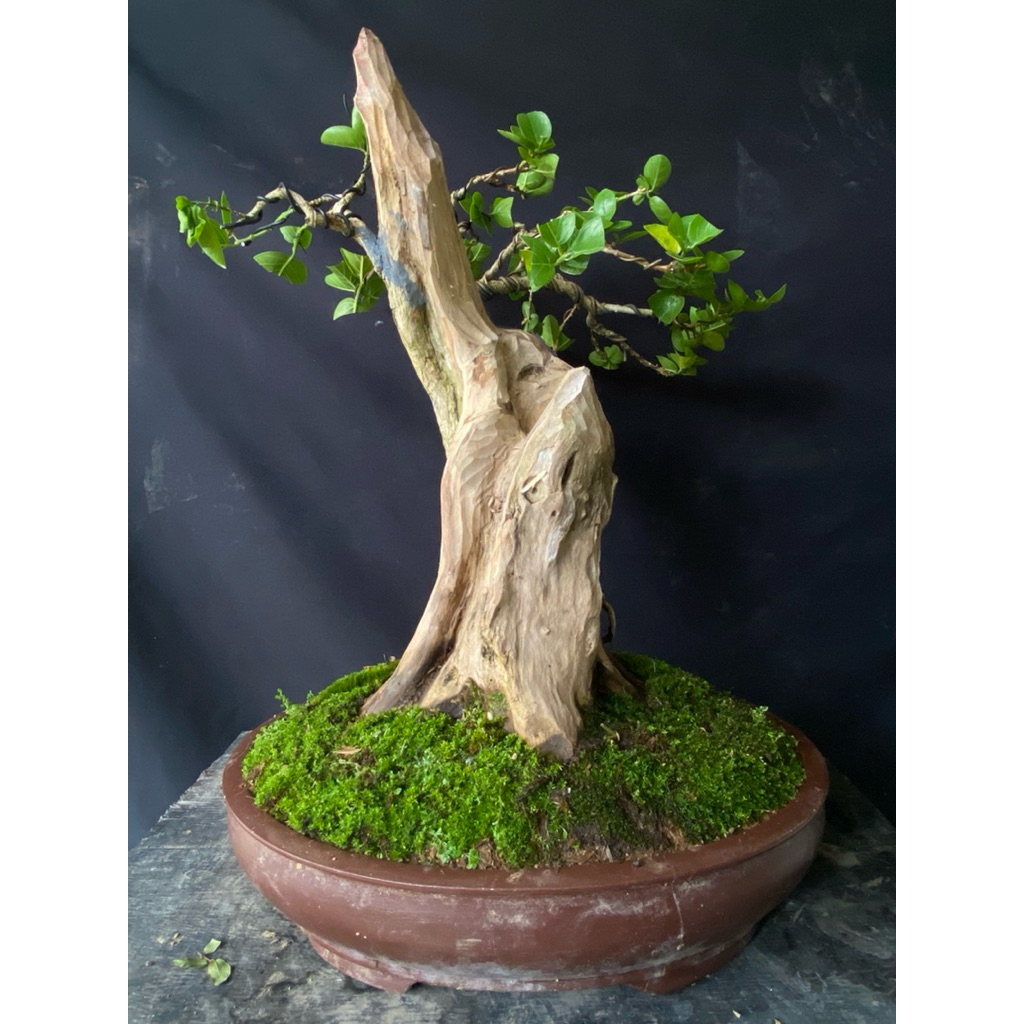 Bonsai wacang batang besar
