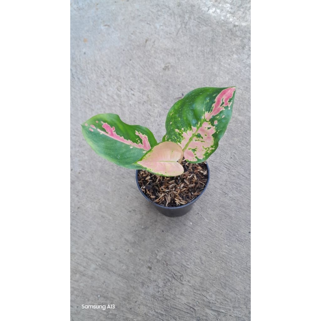 Aglonema Kocin EBONY/EBONI