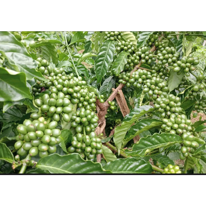 25 stek entres kopi arsyad klon bagio raja entres kopi