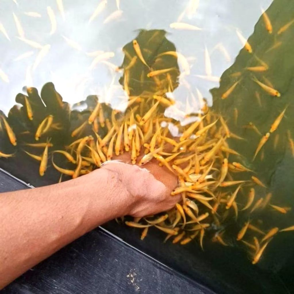 Ikan Nilem Terapi Lemon/Kuning - Ikan Terapi Nilem Isi 30 Ekor - Bonus Pelet