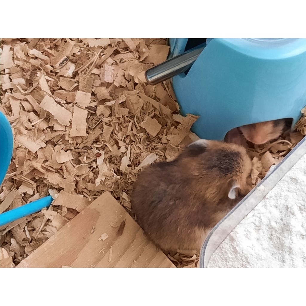 (Khusus Instan)hamster syrian/suriah anakan/dewasa/indukan