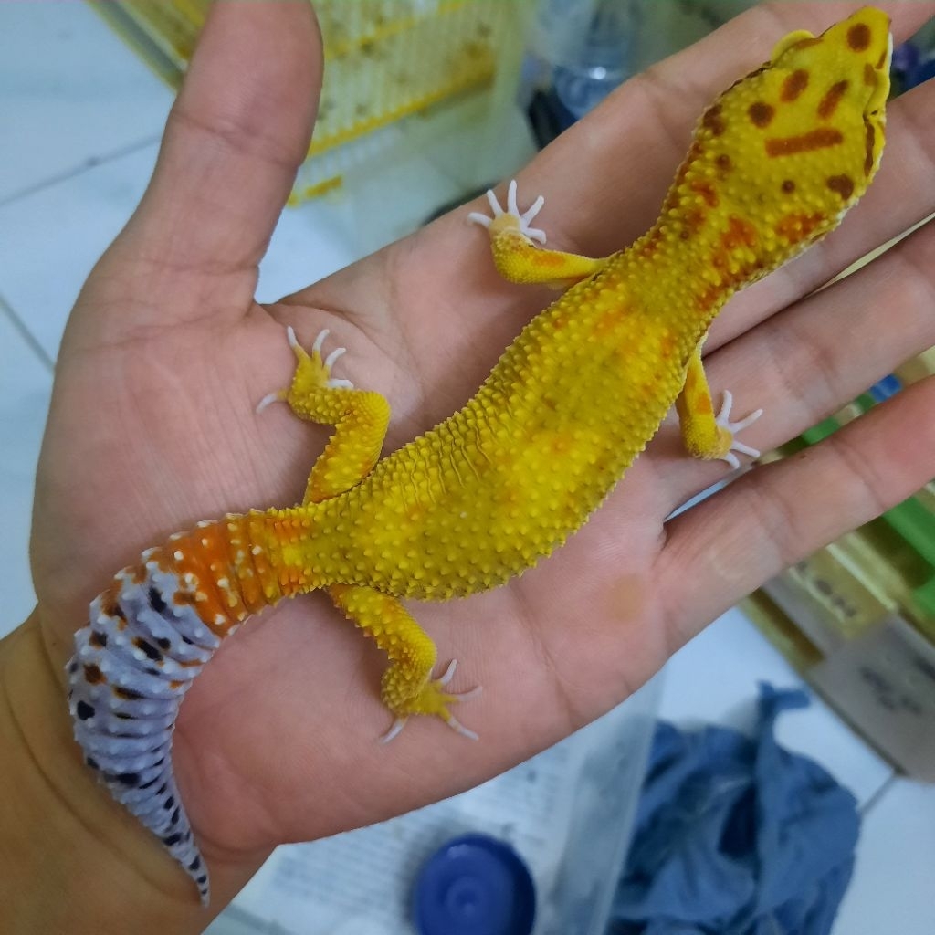 Mainan Premium Gecko leopard dewasa emerine Rs D