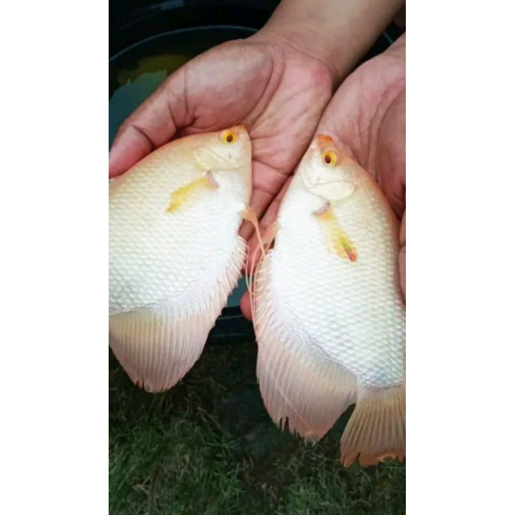 GURAMI ALBINO MATA MERAH SIZE 2 JARI