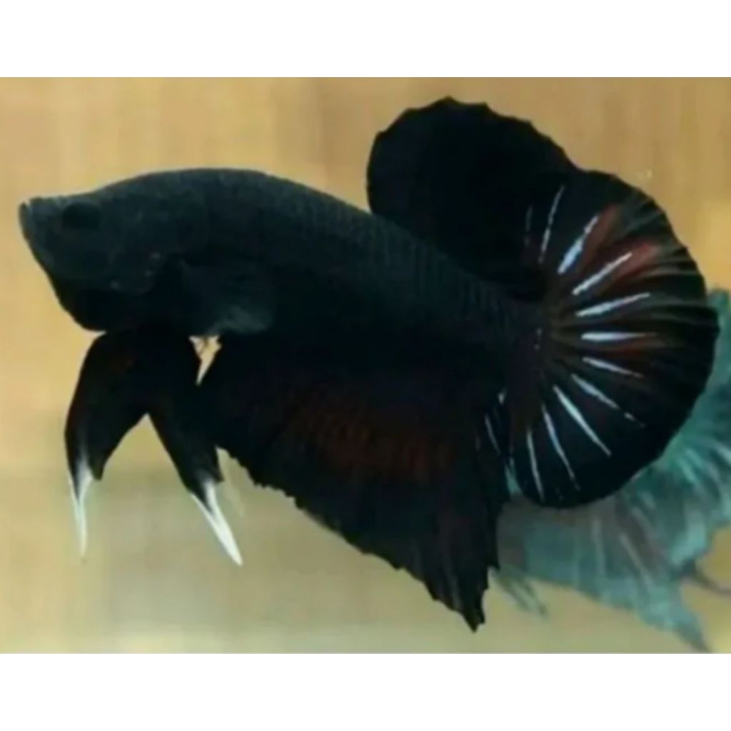 cupang bagan blacking aduan ganas size M