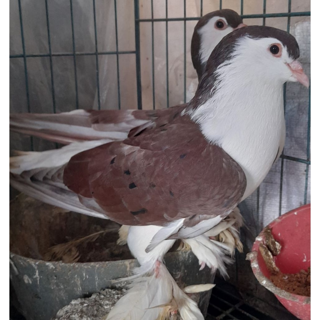 BURUNG MERPATI HIAS JANTAN LAHORE ALMOND satuan