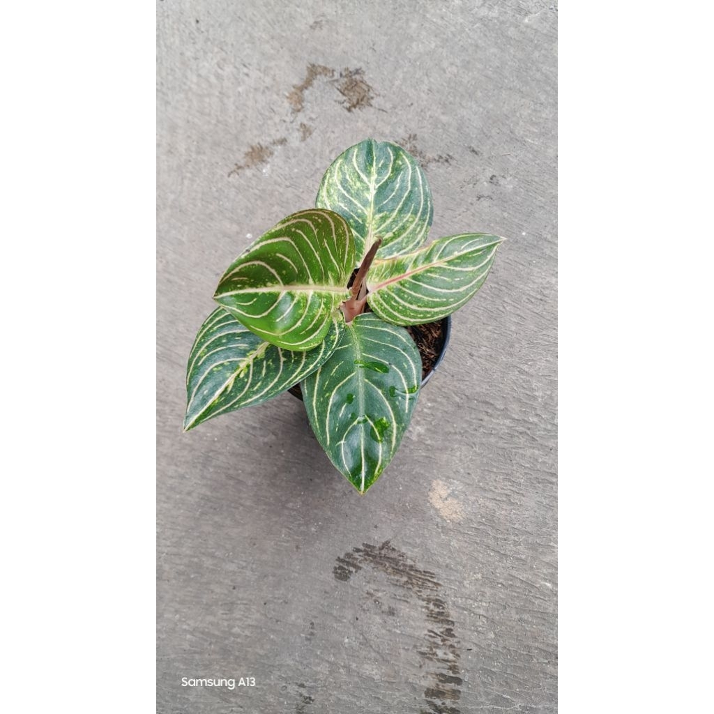 Aglonema ESMERALDA/ESME (Remaja Daun 5+) (1)