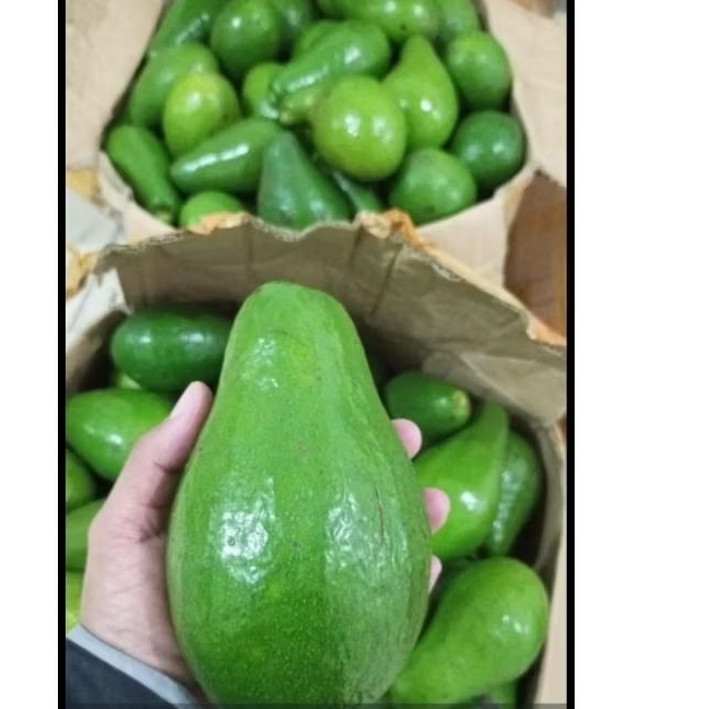 Alpukat 1kg - Alpukat Mentega 1kg