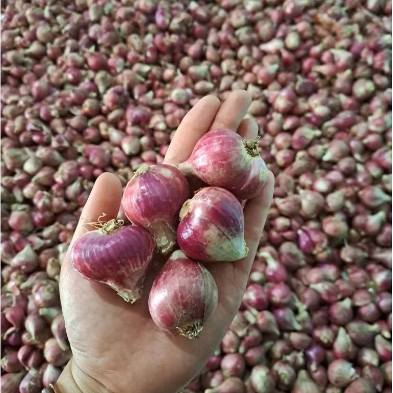 BAWANG MERAH ASLI BREBES 1KG KERING, BAWANG MERAH JAWA ,UKURAN BESAR dan SEDANG(CAMPUR) 1KG