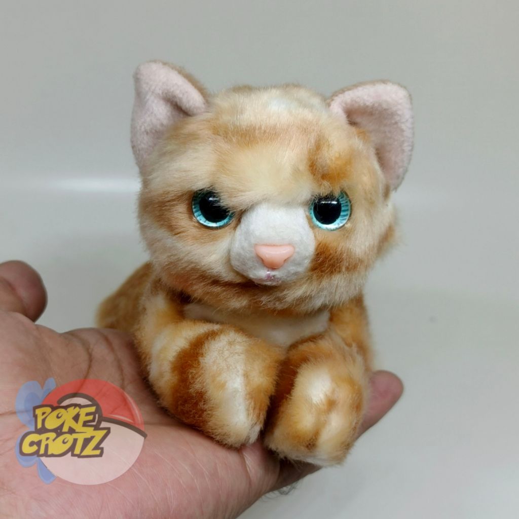 Boneka Kucing mini aurora Taby Cat Lucu kitty peliharaan anggora kucing oren edukasi anak persia plu