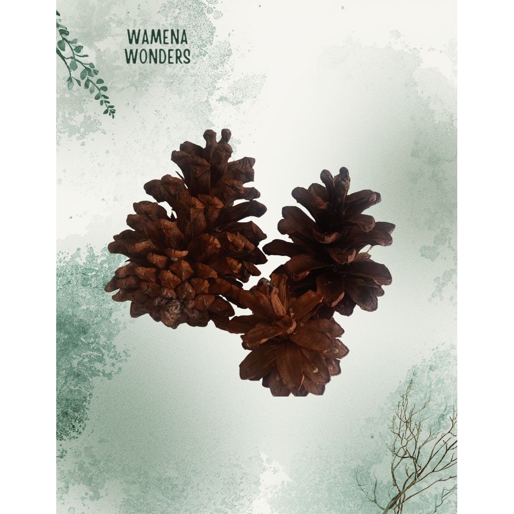 BungaPinusAsliWamena