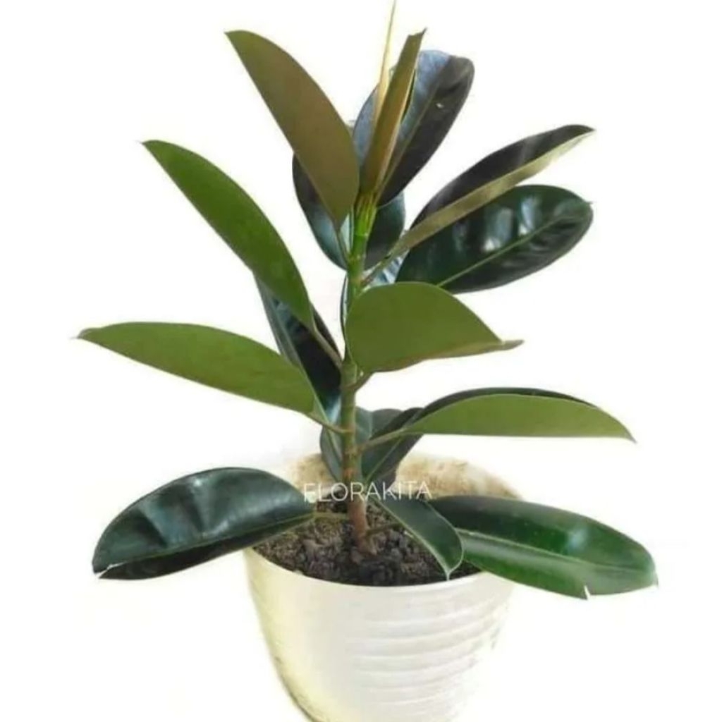 PROMO(BISA COD) Tanaman Hias Karet Kebo MERAH / Tanaman Hias Karet Kebo Varigata / Tanaman Hias Kare