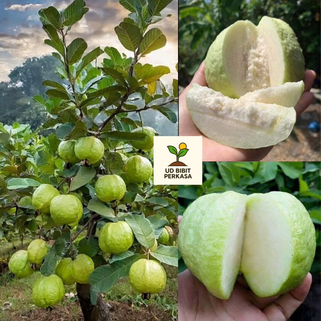 Bibit Jambu Kristal Putih Tanpa Biji Super Renyah Daging Tebal