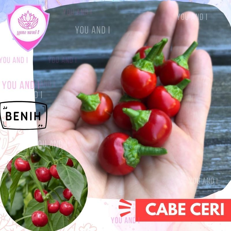 Benih CABE BULAT [isi-3] Biji Sayur Cabai Ceri Hias