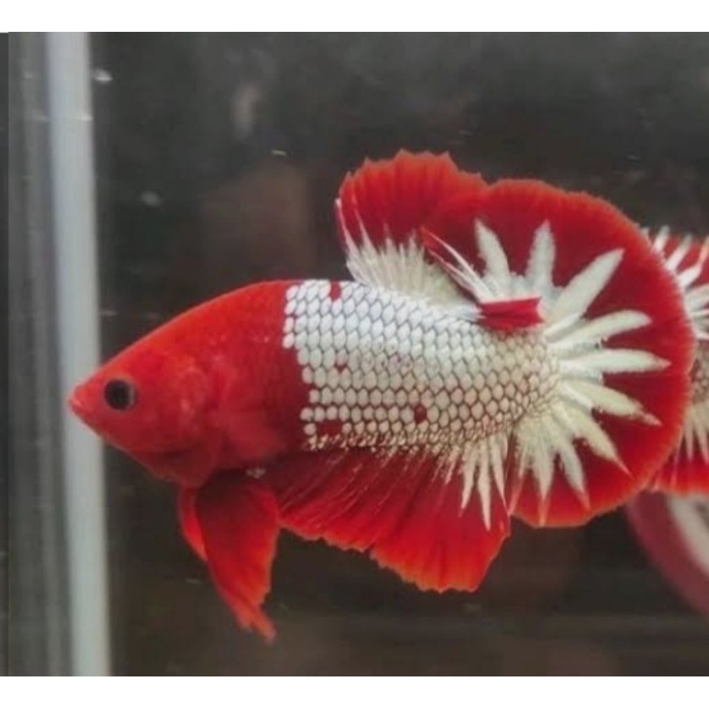 HIASAN AQUARIUM RED FCCP ORI LINE VIETNAM