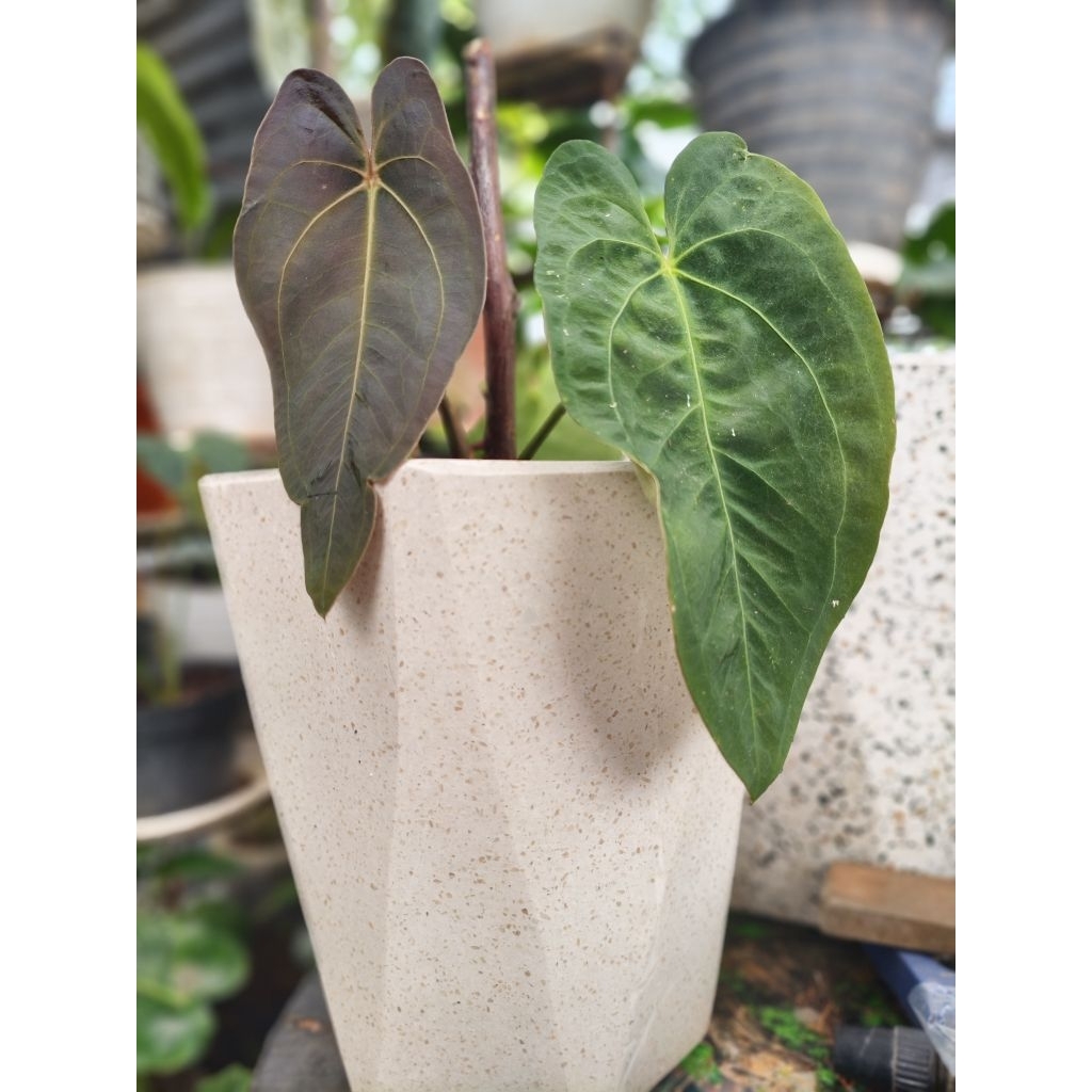 Anthurium dark phoenix