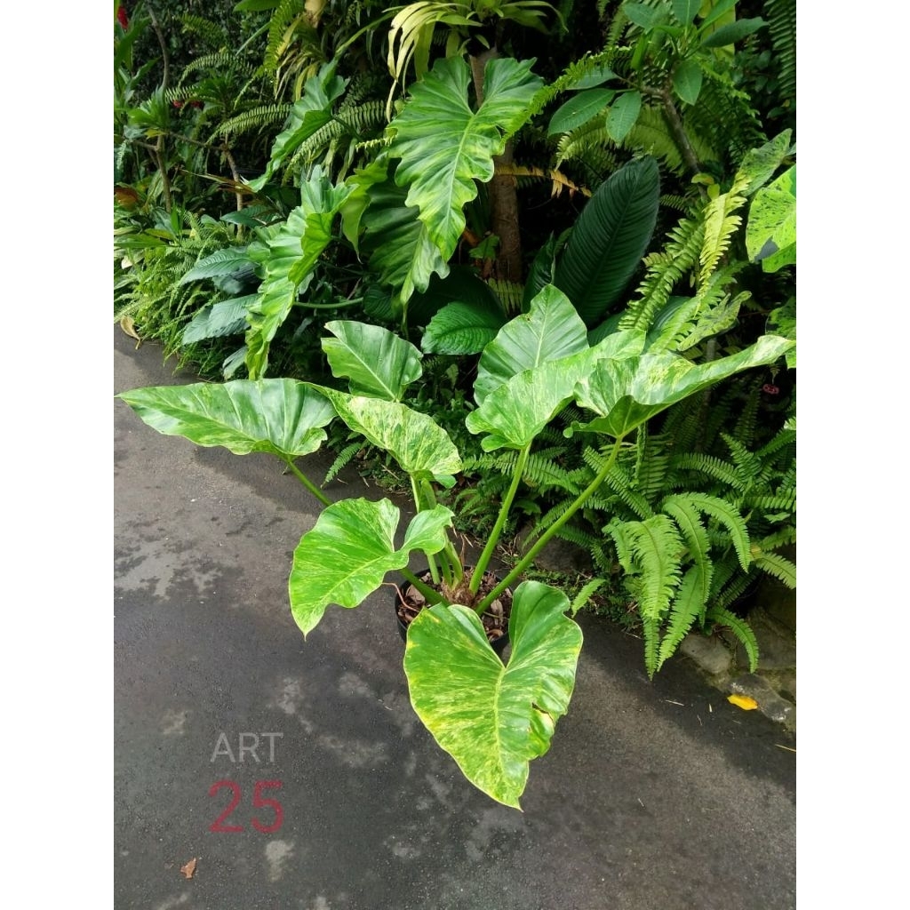 Philodendron Giganteum Marble Variegata Philo Marbel Varigata Size Besar Sesuai Foto