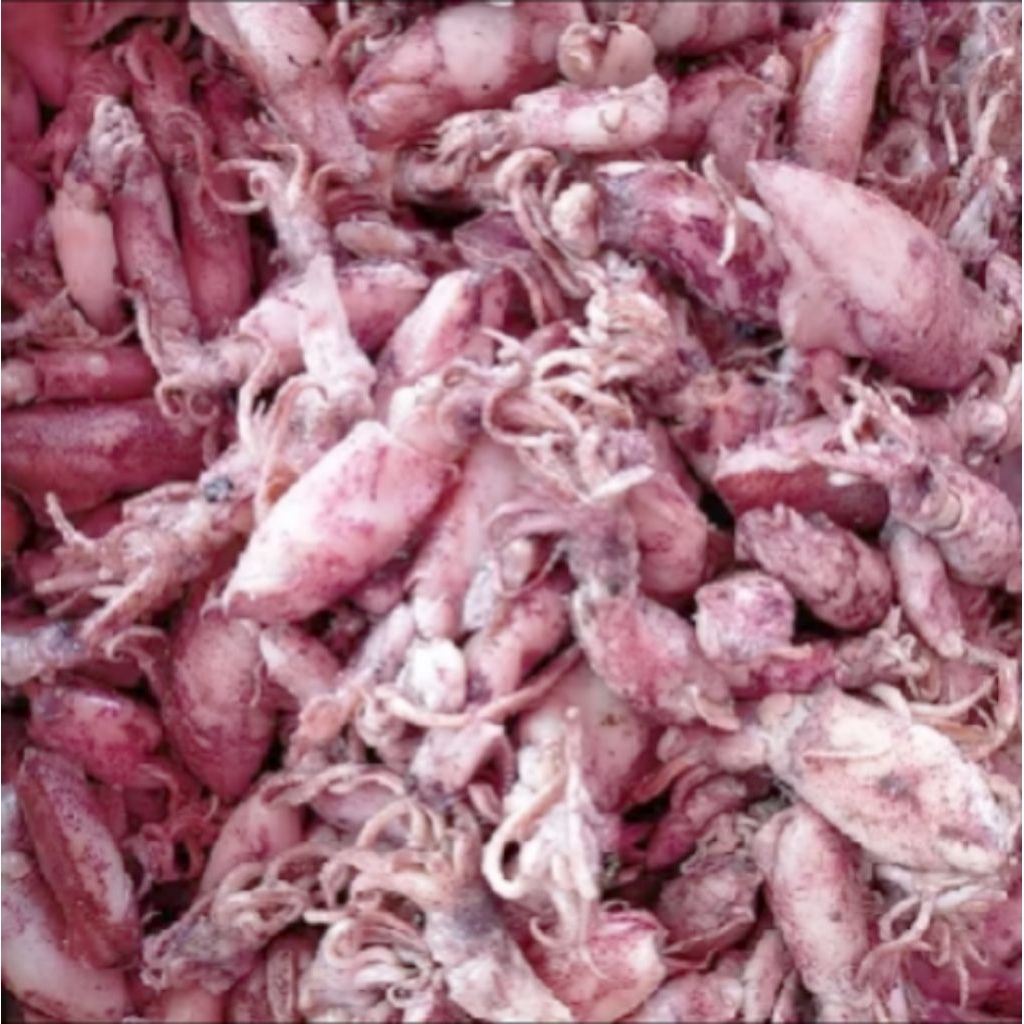 Ikan Asin Cumi Sontong Telur Segar