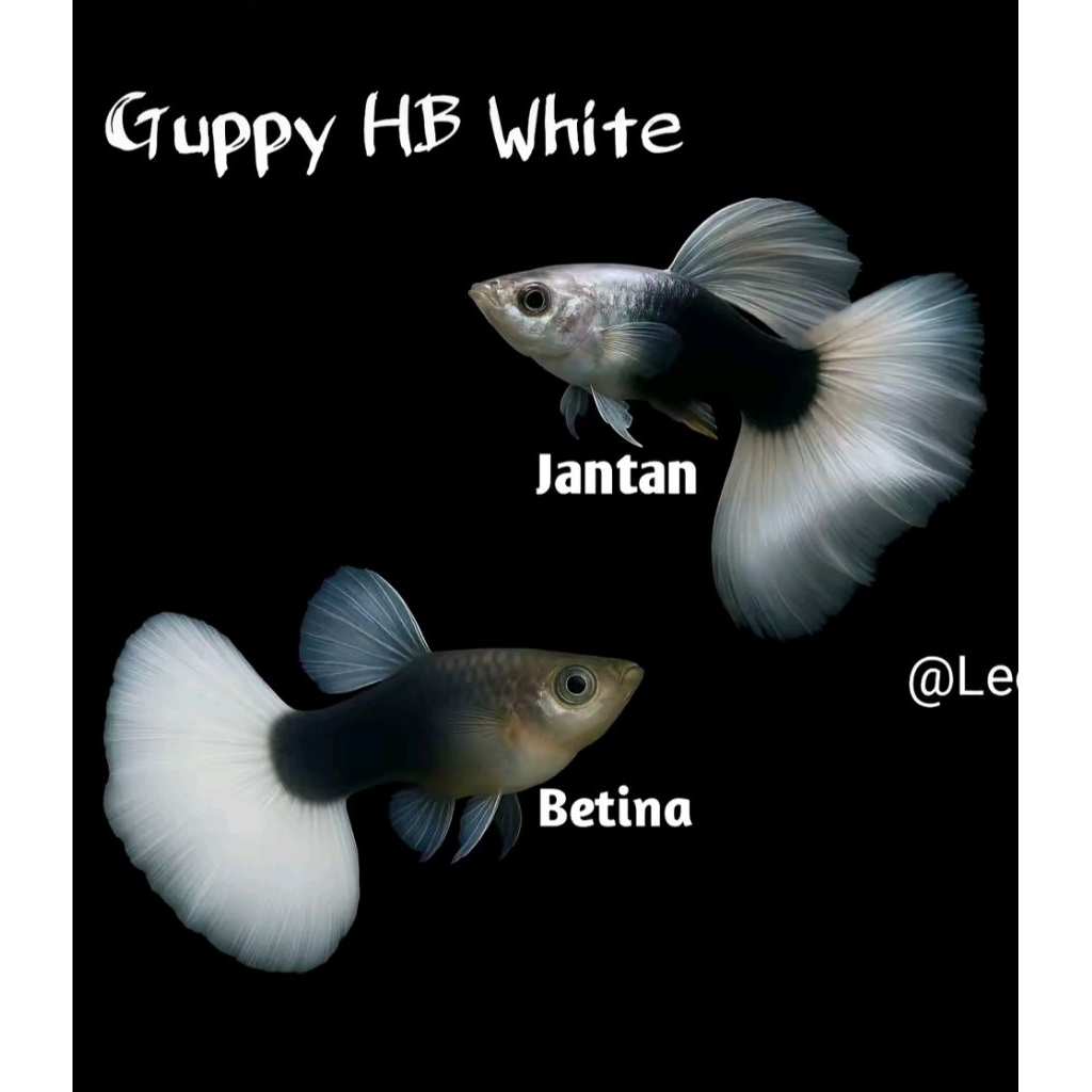 GUPPY HB WHITE