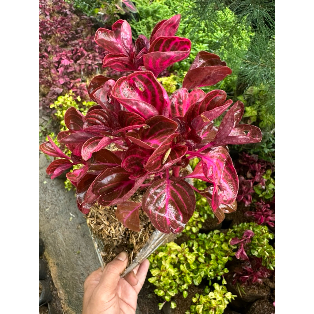 miana mangkok berdaun merah rimbun super