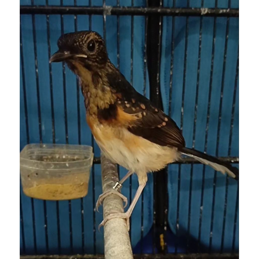 Murai Batu Trotol Trah Prestasi Latber Latpres