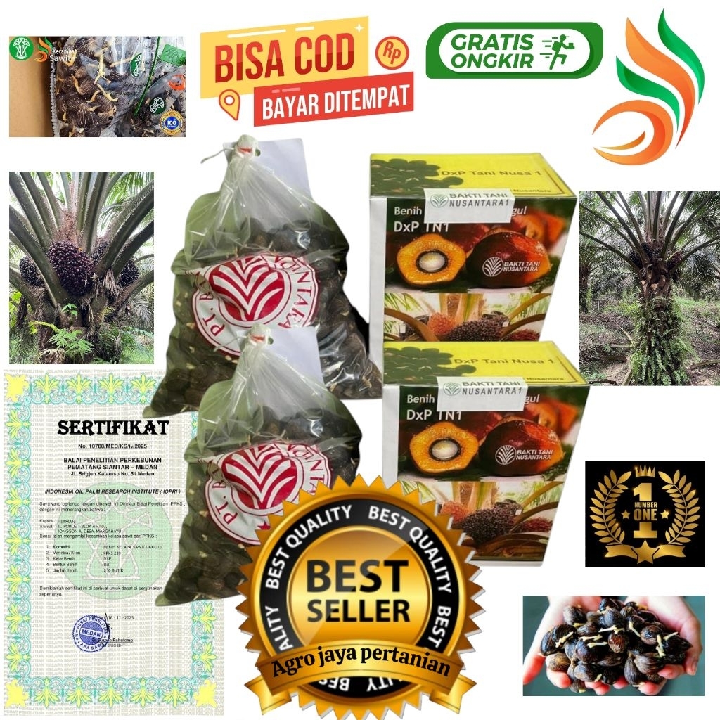 Bibit benih kecambah sawit unggul TN 1 + Bersertifikat resmi isi 250 butir