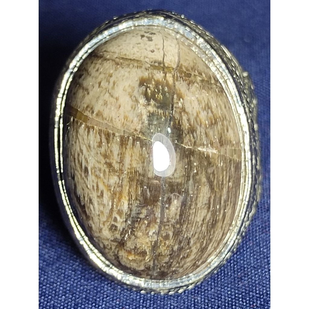 Natural Kelor Petrified Wood, CAT / Batu Fosil Kayu Kelor, KUCING