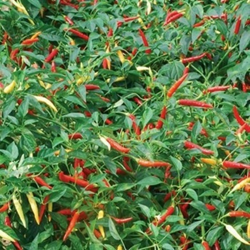 25 Benih Biji Cabe Rawit DEWATA 43 F1