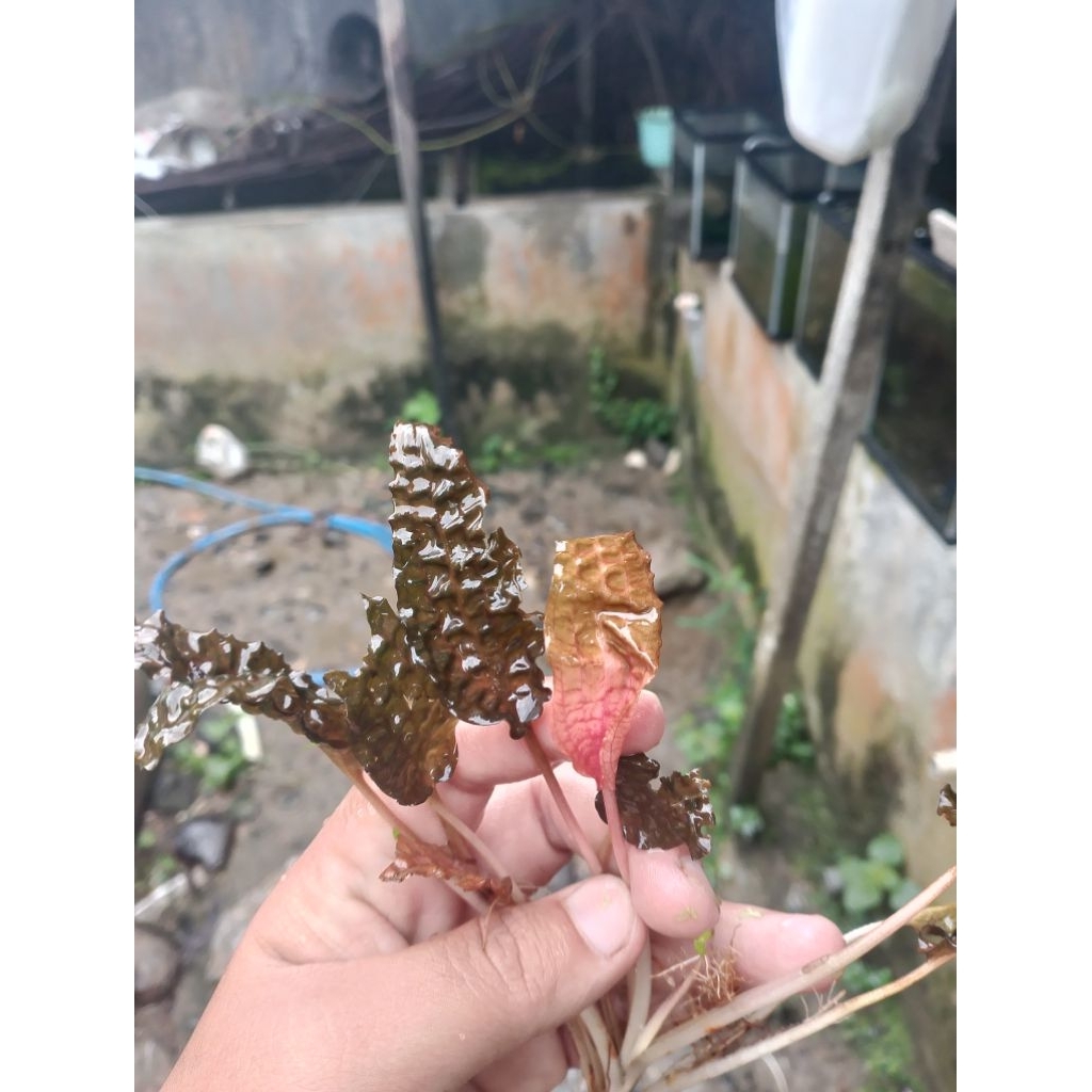 cryptocoryne sp 'Pink