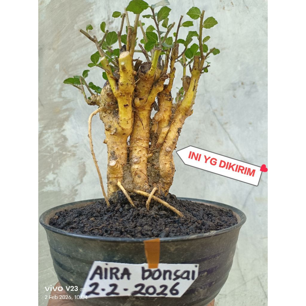 bahan bonsai serut dongkelan sudah hidup
