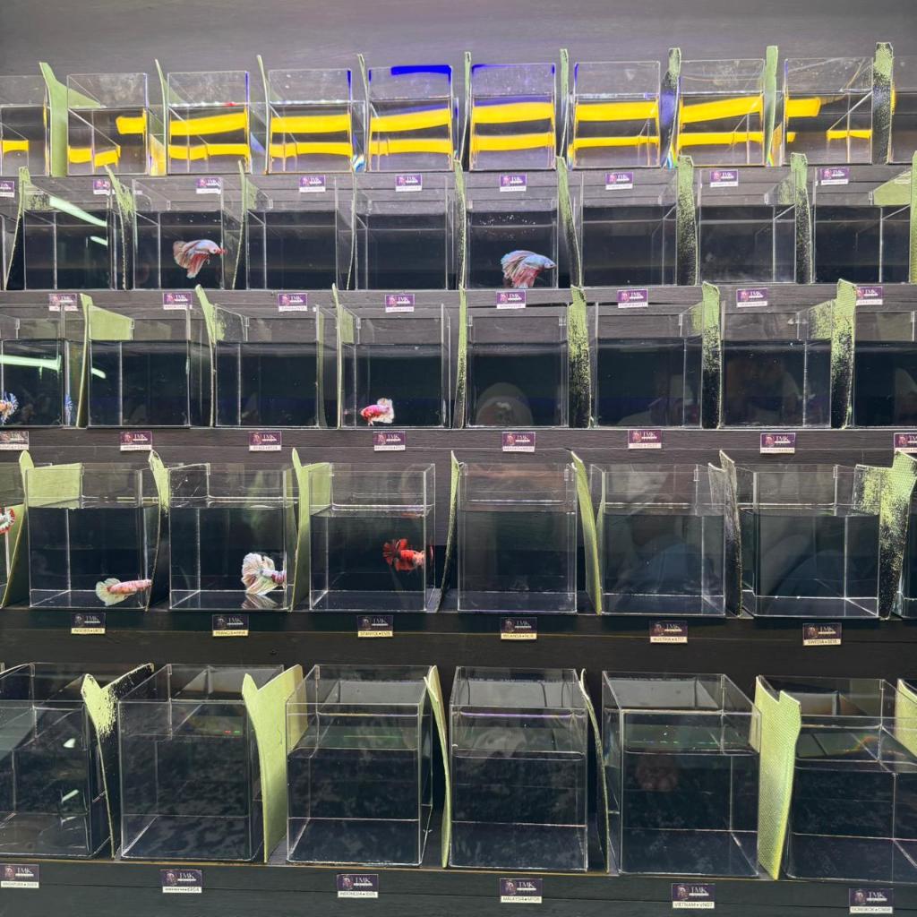 Olahan Ekstrak Daun Ketapang Best Quality