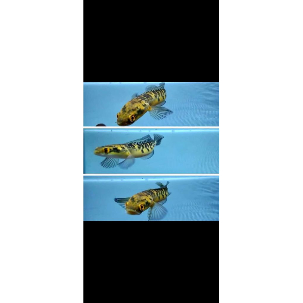 maru ys size 18-20 cm bonus pakan pellet