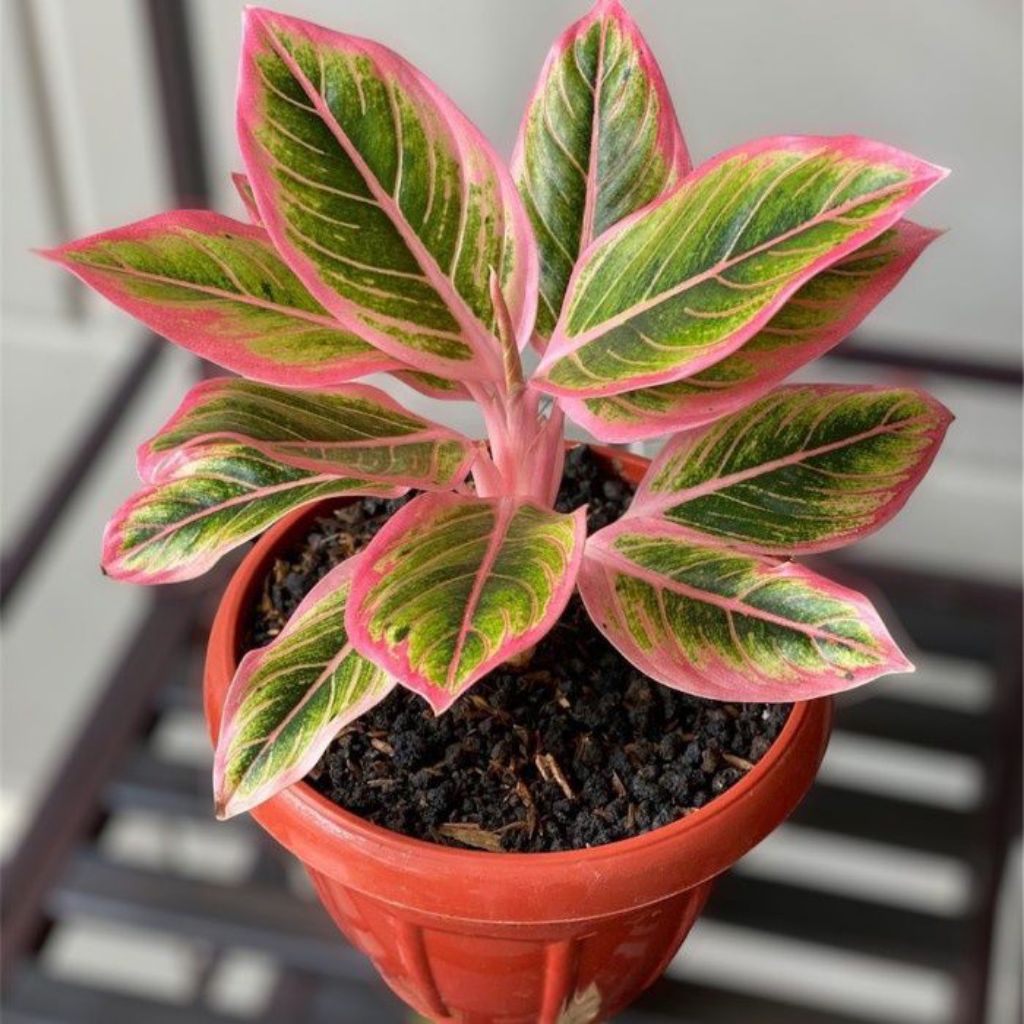 TANAMAN HIAS HIDUP - AGLONEMA LIPSTIK PINK - AGLONEMA LIPSTIK PUDING