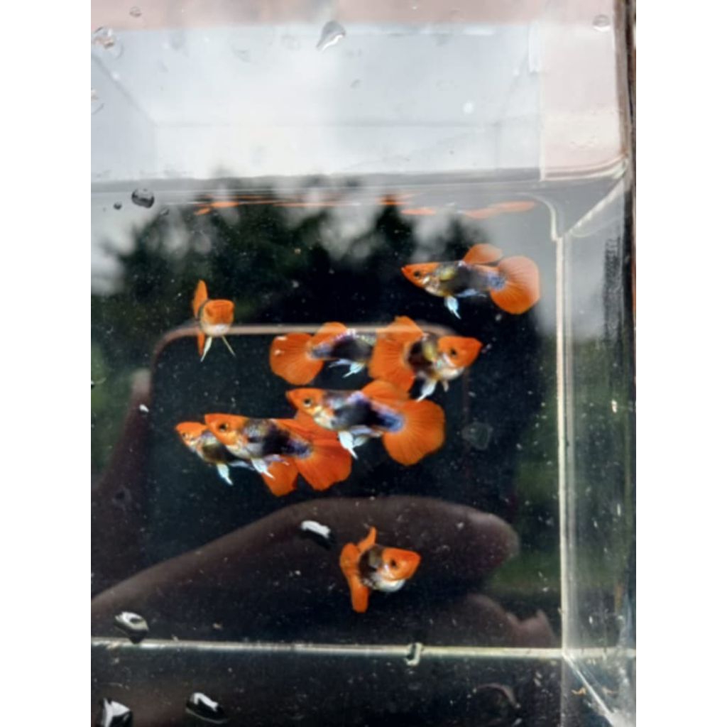 STICKER GUPPY TUXEDO KOI SHORT BODY
