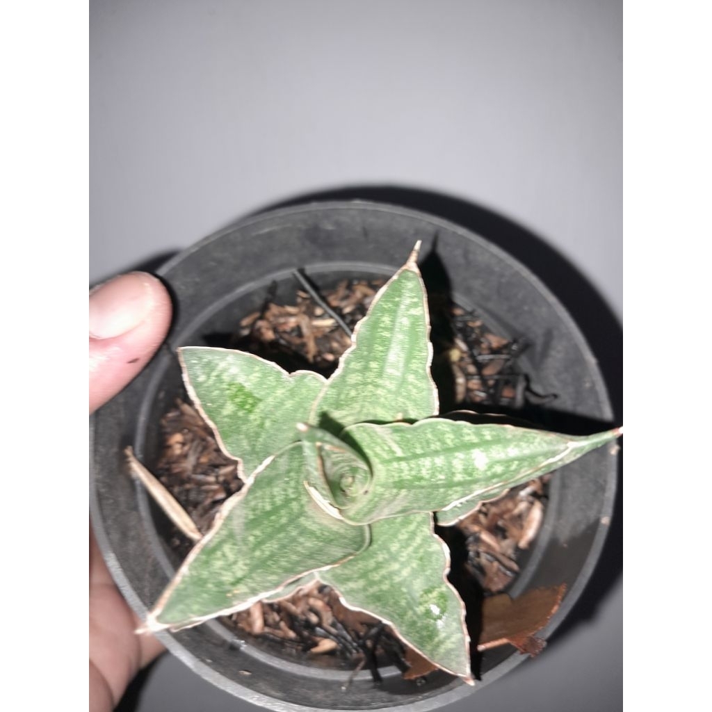 Sansevieria hybrid