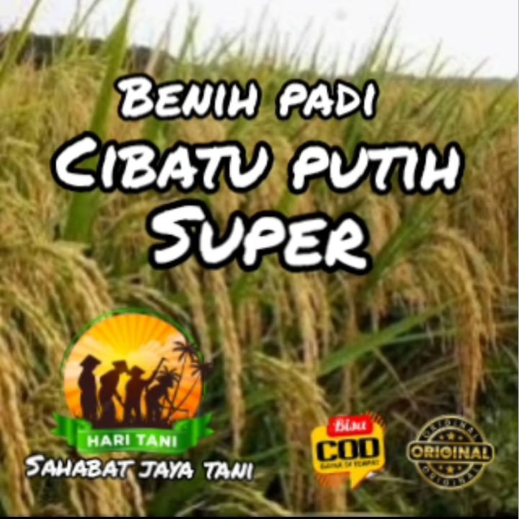 benih padi cibatu putih super