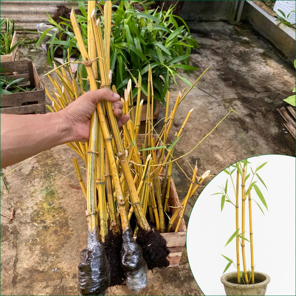 Bibit Bambu Kuning Hidup | Bambu Kuning Hias & Pagar Siap Tanam