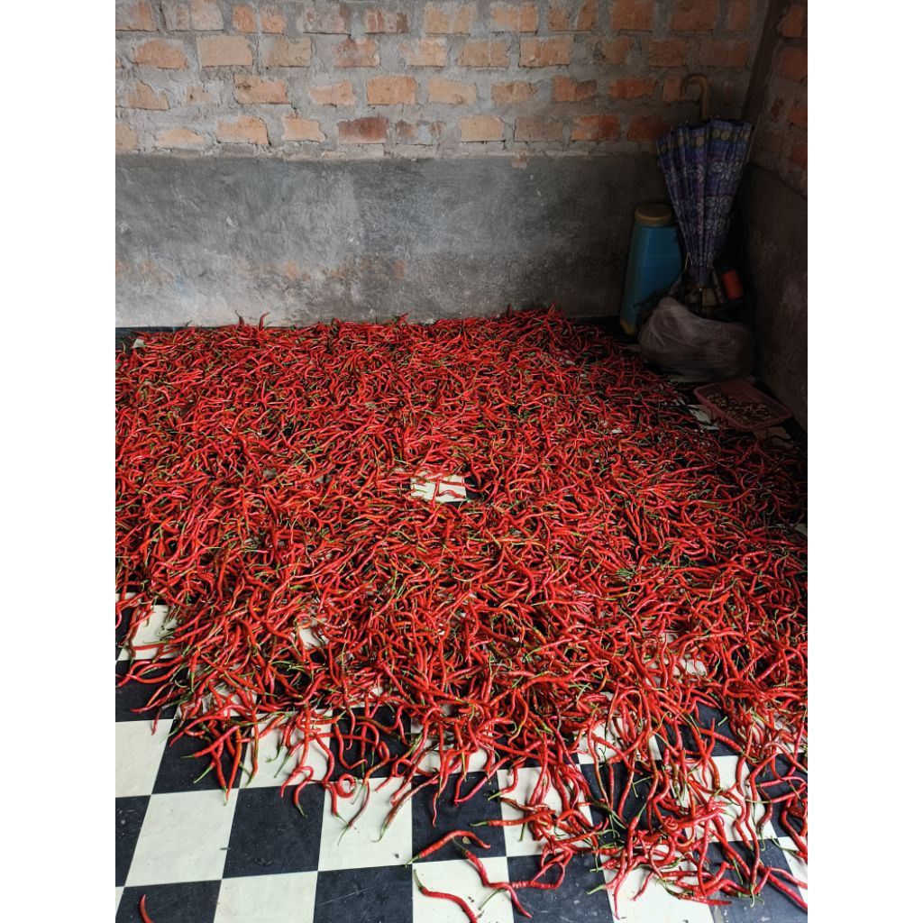 cabai merah 1kg segar