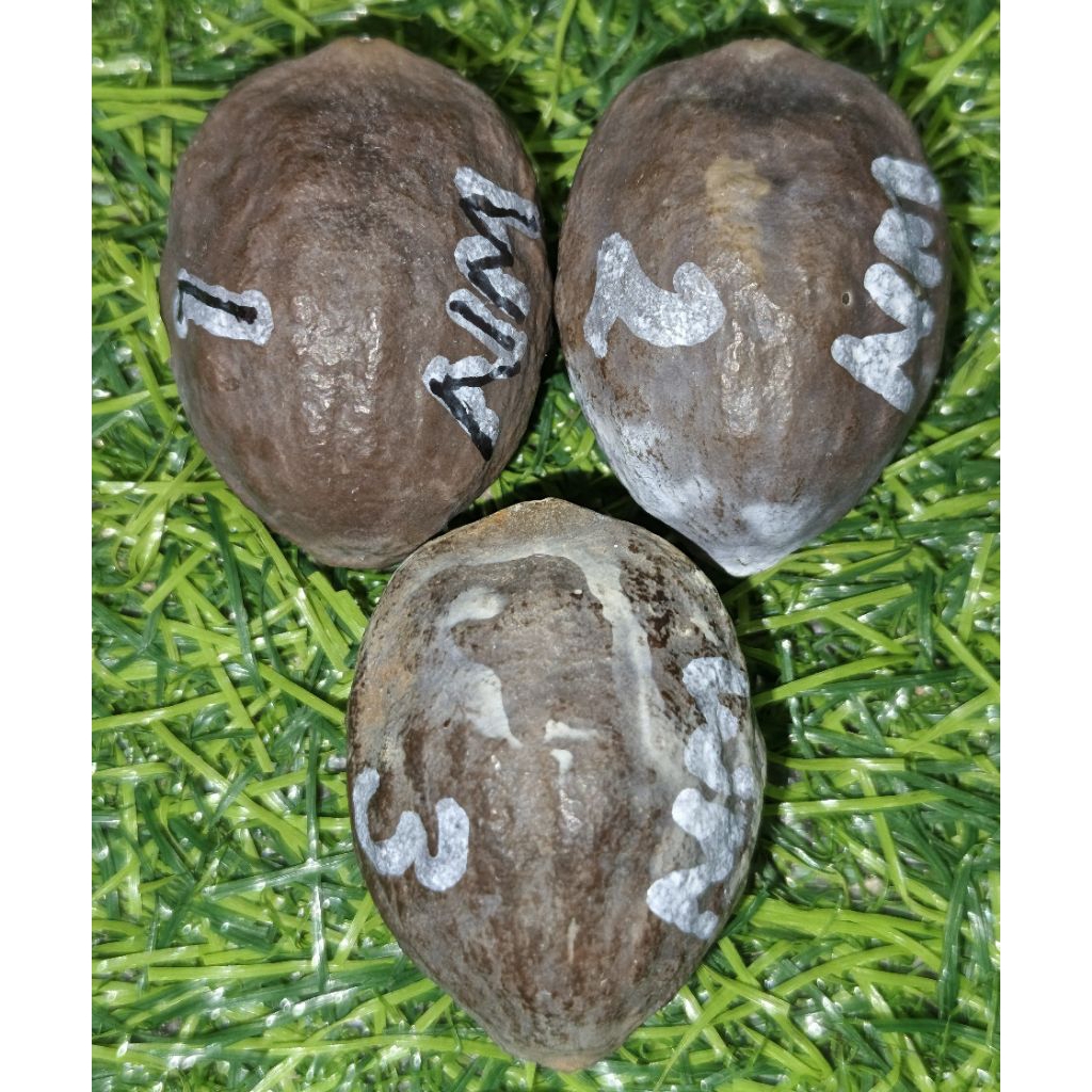 Muncang Jawa Nyodang Wonosobo