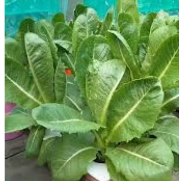 25 BIJI BENIH SELADA ROMAINE GREEN