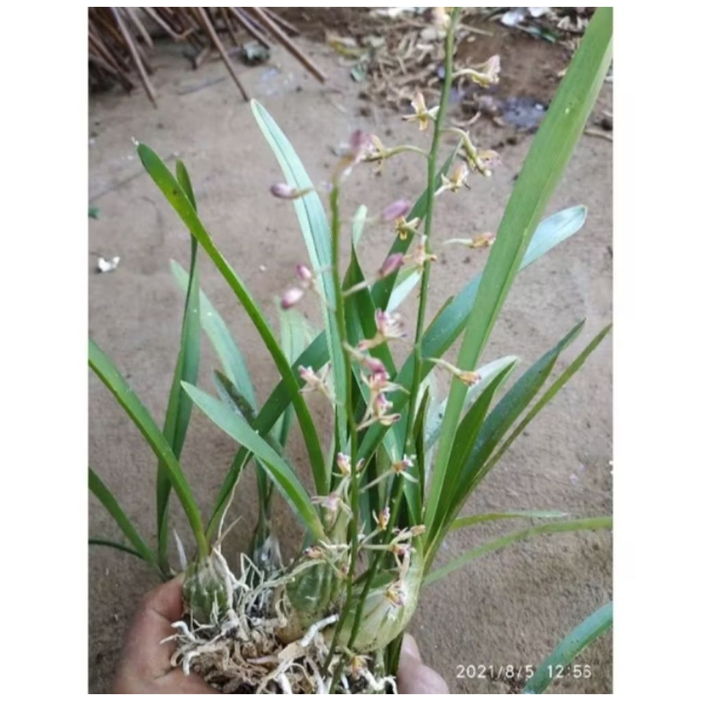 Bibit Anggrek Hutan / Anggrek Bulbo Mini