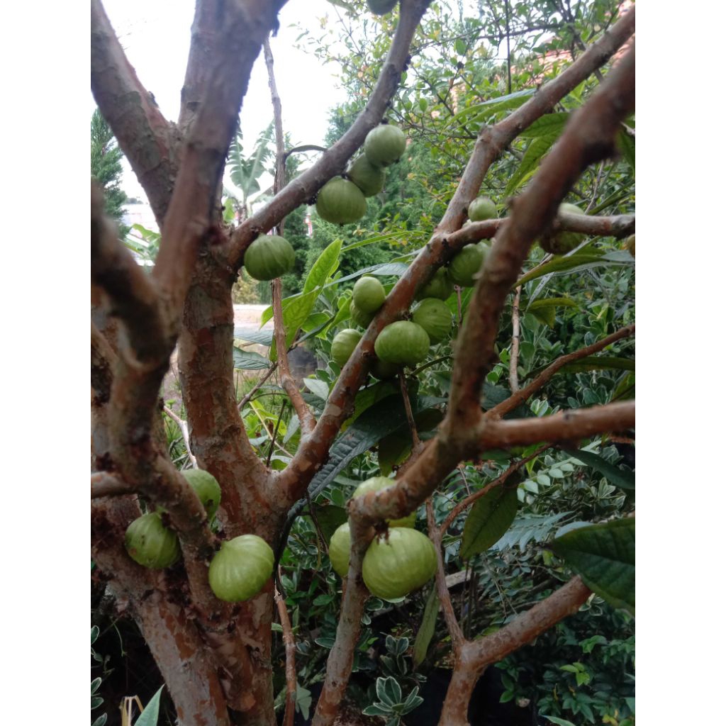 Tanaman buah anggur brazil putih