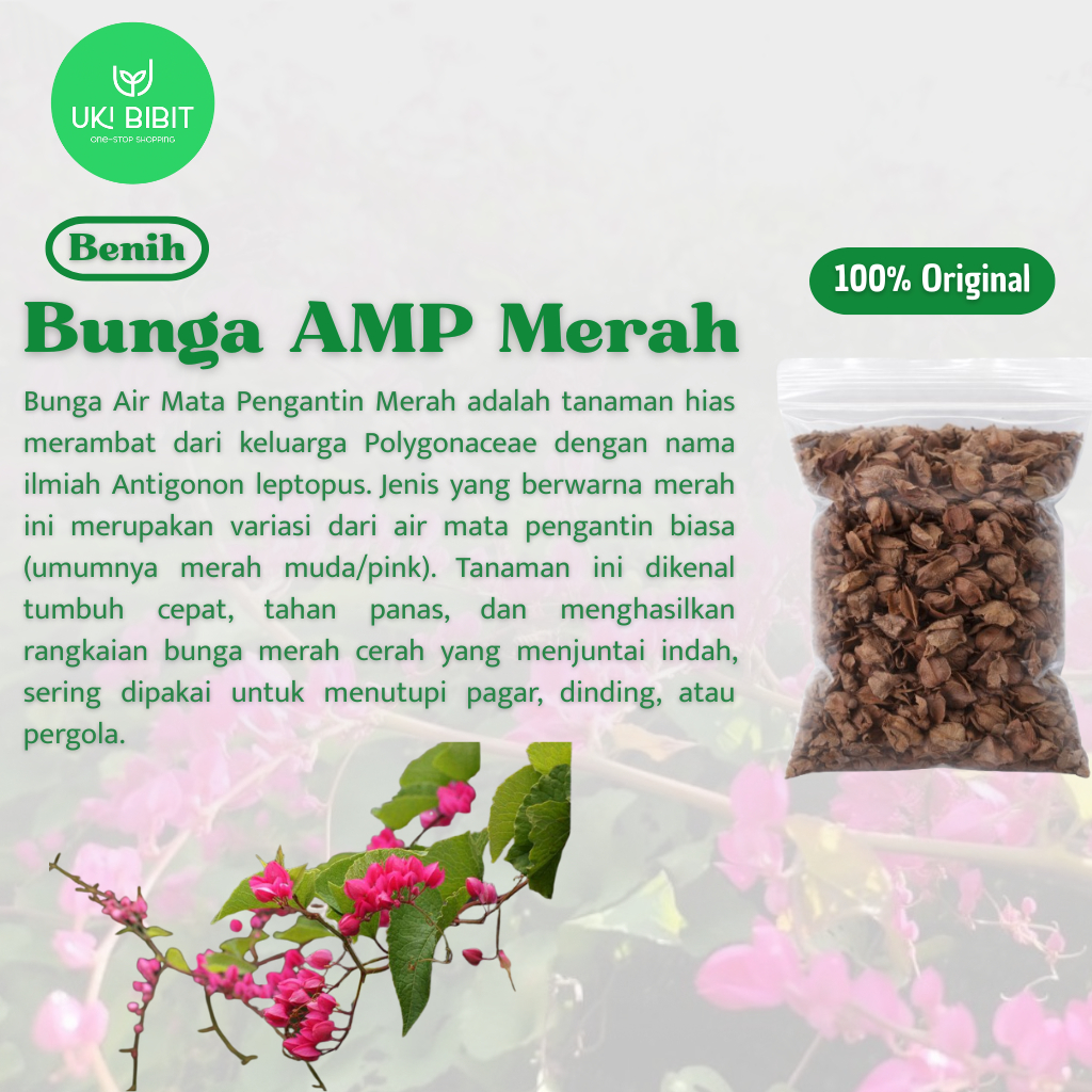 ( 5 Butir ) Benih Biji Bunga Air Mata Pengantin Merah | Bunga Patah Hati Merah